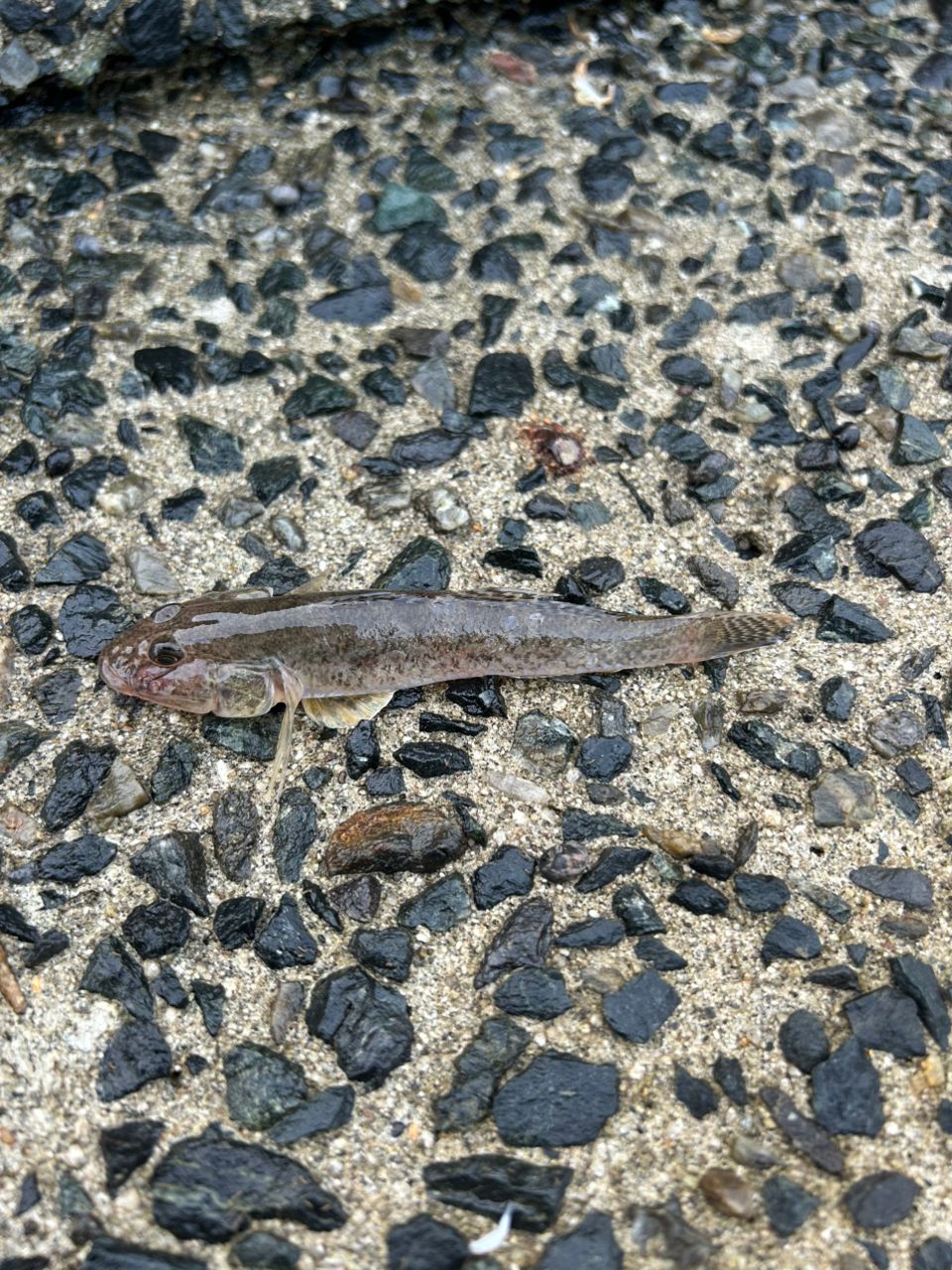 ハゼ