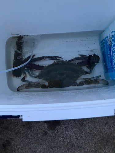 ワタリガニの釣果