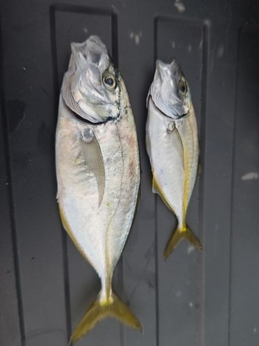 シマアジの釣果