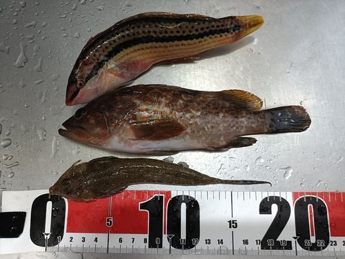 キジハタの釣果