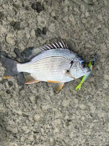 キビレの釣果