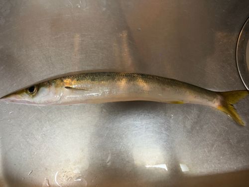 カマスの釣果