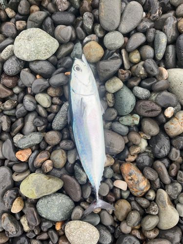 ソウダガツオの釣果