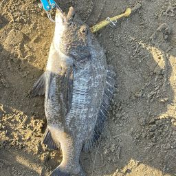 クロダイ