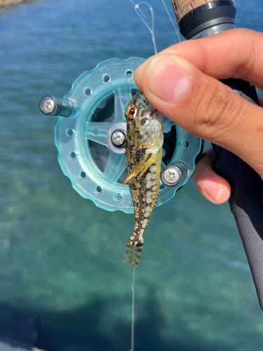 アサヒアナハゼの釣果