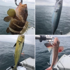 ゴマサバの釣果