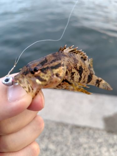 タケノコメバルの釣果