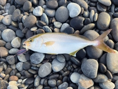 シオの釣果