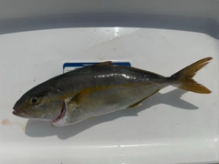 ショゴの釣果