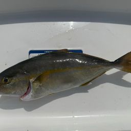 ショゴ