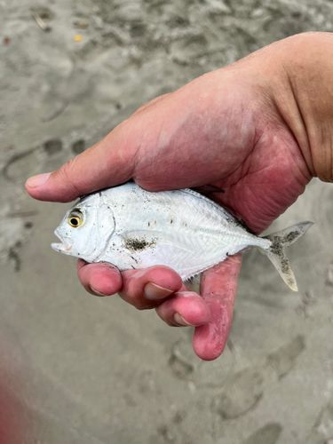 メッキの釣果