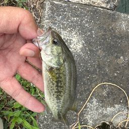 ラージマウスバス