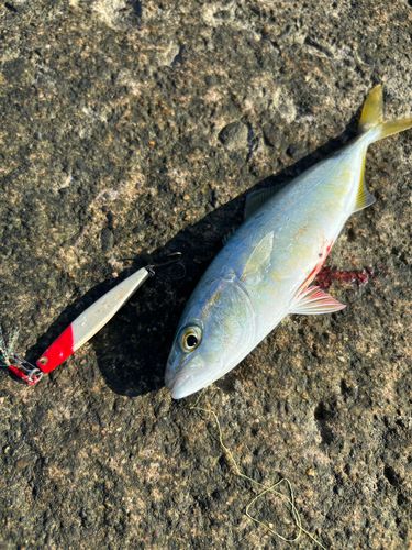 コゾクラの釣果