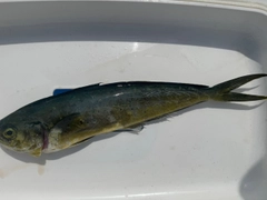 シイラの釣果