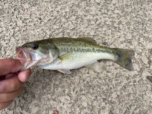 ラージマウスバスの釣果