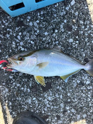 ネイリの釣果