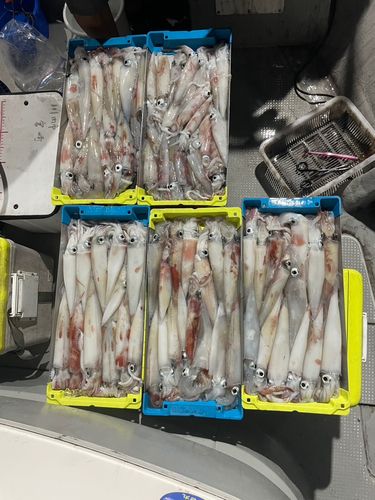 アカイカの釣果