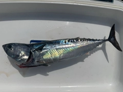 マルソウダの釣果