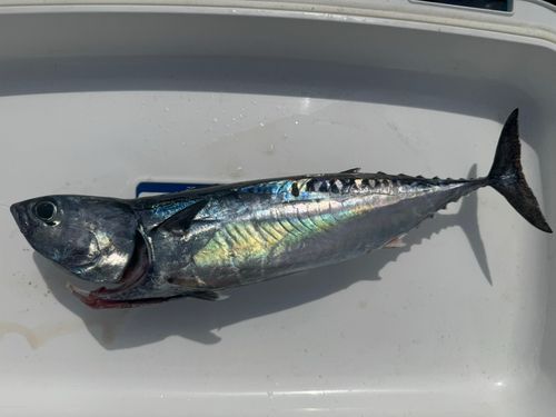 マルソウダの釣果