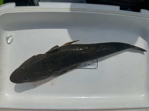 マゴチの釣果