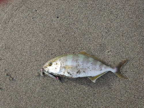ショゴの釣果