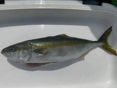 ワカシの釣果