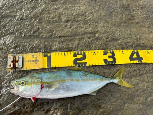 ワカシの釣果