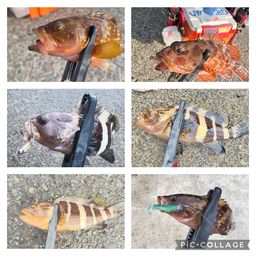 アオハタ