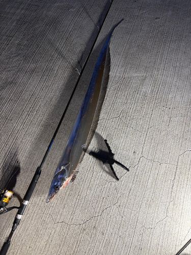 タチウオの釣果