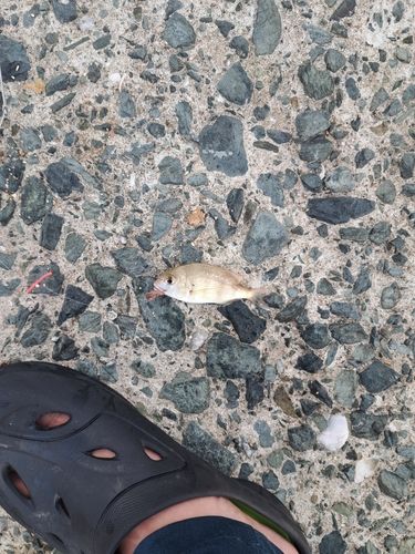 チャリコの釣果