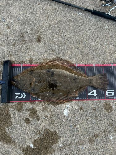 ヒラメの釣果
