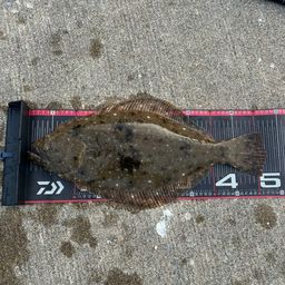ヒラメ