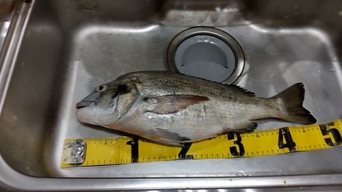 クロダイの釣果