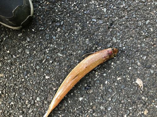 エソの釣果