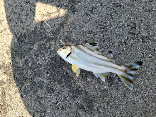 コトヒキの釣果
