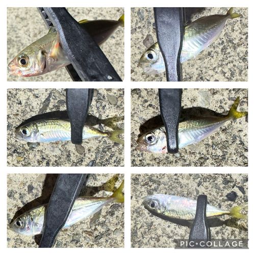アジの釣果