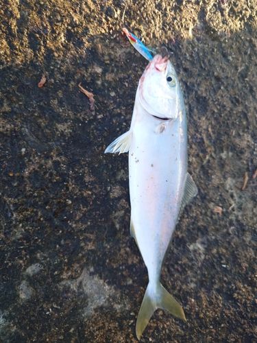 コゾクラの釣果