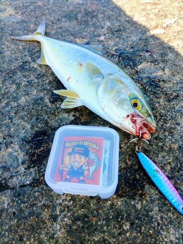 コゾクラの釣果