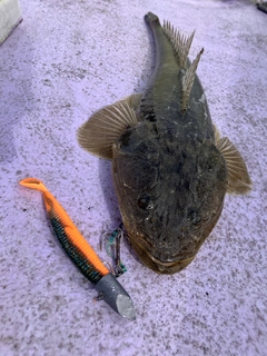 マゴチの釣果