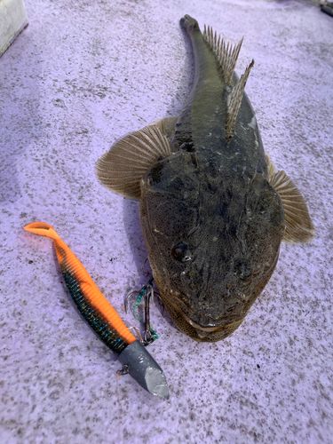 マゴチの釣果