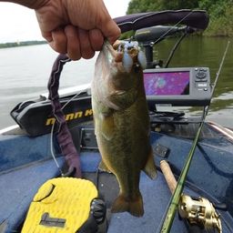 ラージマウスバス