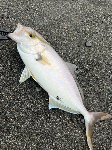 ソウダガツオの釣果