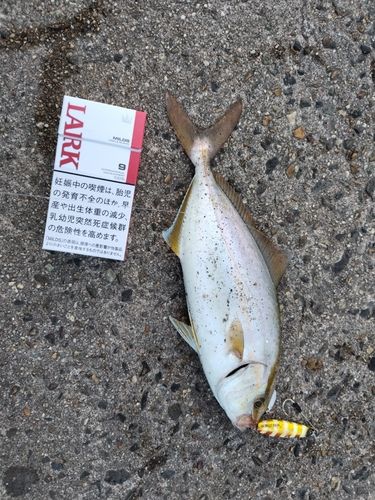 ショゴの釣果