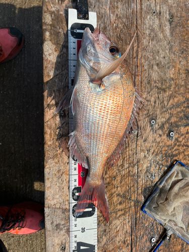 マダイの釣果