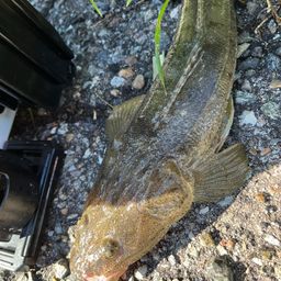 マゴチ