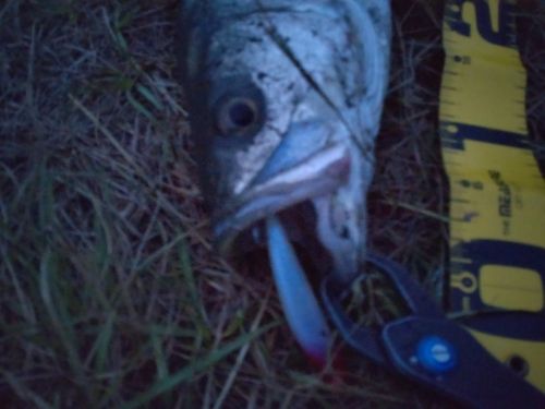シーバスの釣果