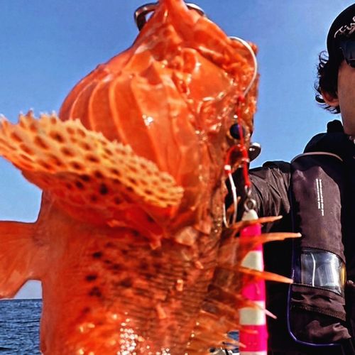 オニカサゴの釣果