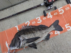 チヌの釣果