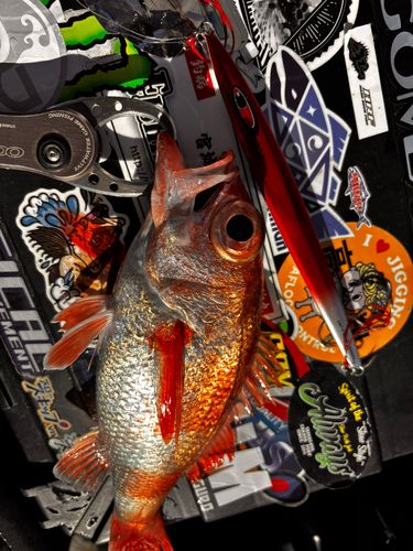 アカムツの釣果