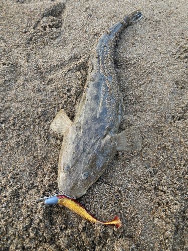 マゴチの釣果